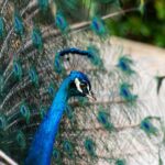 Head of Peacock against Plumage